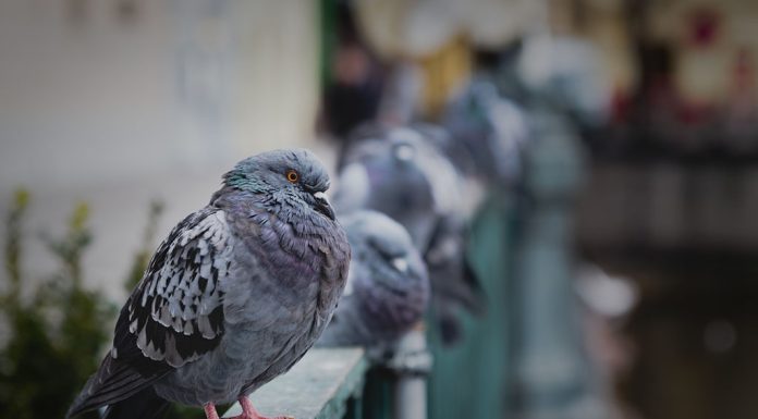 Allontanamento volatili per aziende