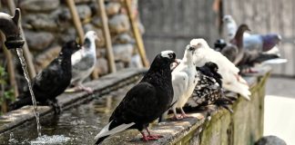 Dissuasori per piccioni roma