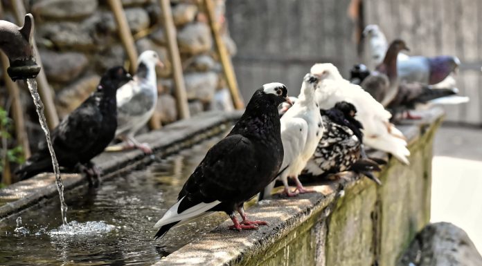 Dissuasori per piccioni roma