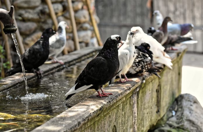 Dissuasori per piccioni roma