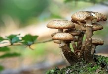 mangiare-funghi