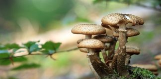 mangiare-funghi