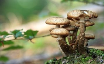 mangiare-funghi