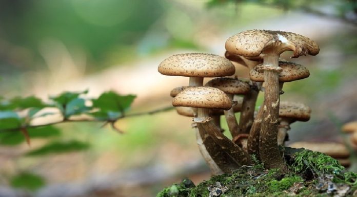 mangiare-funghi